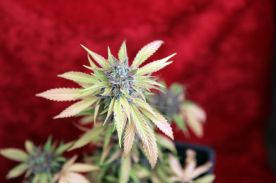 Blackdance Reggae seeds